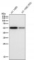 Anti-Cyclin B1 CCNB1 Rabbit Monoclonal Antibody